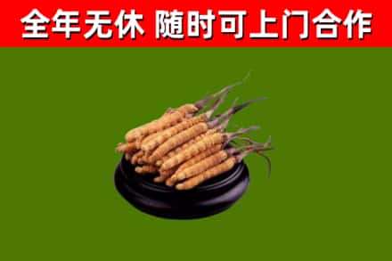 龙亭烟酒回收冬虫夏草.jpg